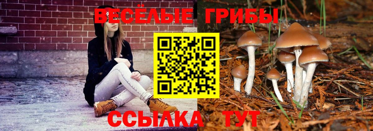 купить наркотики сайты  Вход с VPN  Тара  Галлюциногенные грибы Psilocybe 